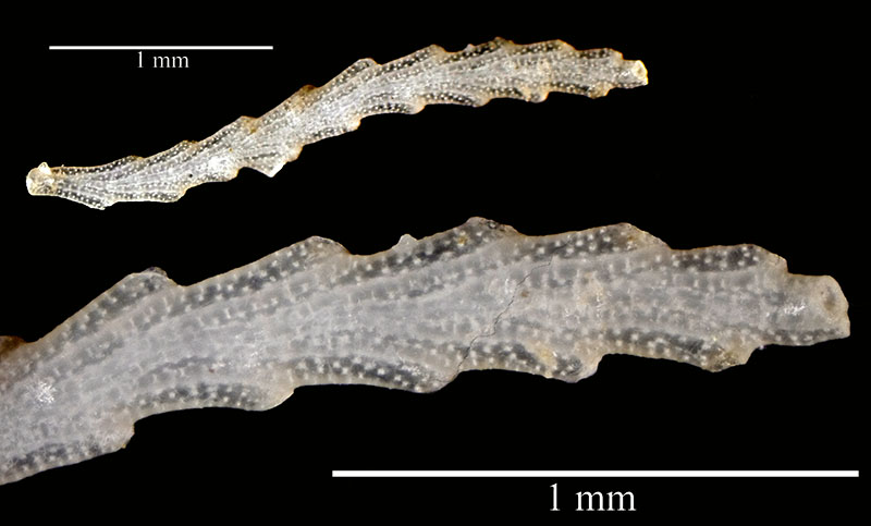 Bryozoa 1